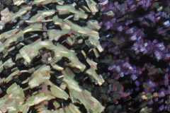 Drie bomen 1979 100x120 cm