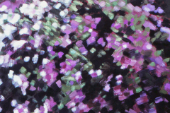 Rododendron 2 1979 50x58cm *