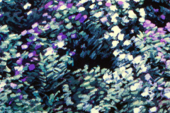 Rododendron 3 1980 50x60cm *